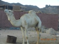 Глава Росавтодора о саратовских дорогах: Глава Росавтодора о саратовских дорогах: